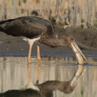 Bocian czarny - Ciconia nigra - Black Stork