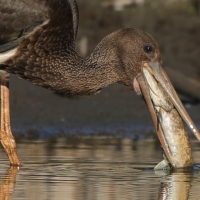 Bocian czarny - Ciconia nigra - Black Stork