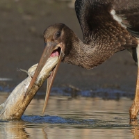 Bocian czarny - Ciconia nigra - Black Stork