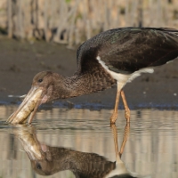 Bocian czarny - Ciconia nigra - Black Stork