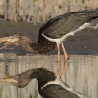 Bocian czarny - Ciconia nigra - Black Stork