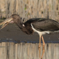 Bocian czarny - Ciconia nigra - Black Stork