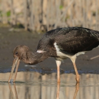 Bocian czarny - Ciconia nigra - Black Stork