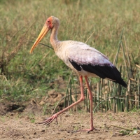 Dławigad afrykański - Mycteria ibis - Yellow-billed Stork