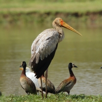 Dławigad afrykański - Mycteria ibis - Yellow-billed Stork