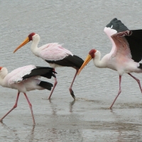 Dławigad afrykański - Mycteria ibis - Yellow-billed Stork