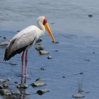 Dławigad afrykański - Mycteria ibis - Yellow-billed Stork