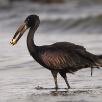 Kleszczak afrykański - Anastomus lamelligerus - African Openbill
