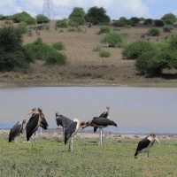 Marabut afrykański - Leptoptilos crumenifer - Marabou