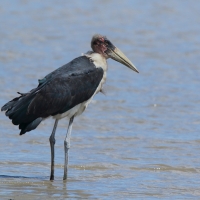 Marabut afrykański - Leptoptilos crumenifer - Marabou