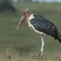 Marabut afrykański - Leptoptilos crumenifer - Marabou