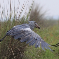 Trzewikodziób - Balaeniceps rex - Shoebill
