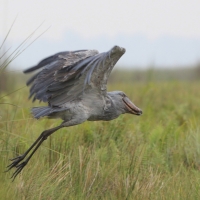 Trzewikodziób - Balaeniceps rex - Shoebill