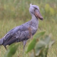 Trzewikodziób - Balaeniceps rex - Shoebill