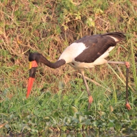 Żabiru afrykański - Ephippiorhynchus senegalensis - Saddle-billed Stork