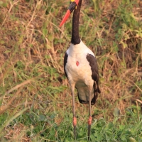 Żabiru afrykański - Ephippiorhynchus senegalensis - Saddle-billed Stork