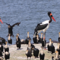 Żabiru afrykański - Ephippiorhynchus senegalensis - Saddle-billed Stork