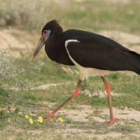 Bocian białobrzuchy - Ciconia abdimii - Abdim's Stork