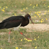 Bocian białobrzuchy - Ciconia abdimii - Abdim's Stork