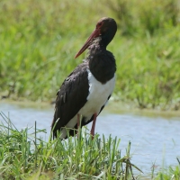 Bocian czarny - Ciconia nigra - Black Stork