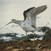 Brodziec pławny - Tringa stagnatilis - Marsh Sandpiper