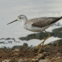 Brodziec pławny - Tringa stagnatilis - Marsh Sandpiper