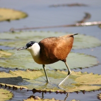 Długoszpon afrykański - Actophilornis africanus - African Jacana