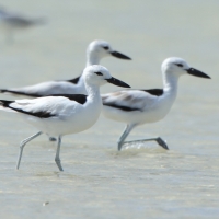 Krabożer - Dromas ardeola - Crab-plover