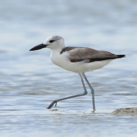 Krabożer - Dromas ardeola - Crab-plover