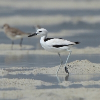 Krabożer - Dromas ardeola - Crab-plover