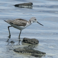 Kwokacz - Tringa nebularia - Common Greenshank