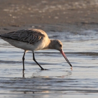Szlamnik - Limosa lapponica - Bar-tailed Godwit 