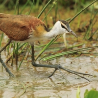 Długoszpon afrykański - Actophilornis africanus - African Jacana