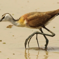 Długoszpon afrykański - Actophilornis africanus - African Jacana