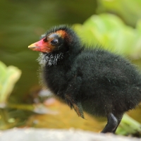 Kokoszka - Gallinula chloropus - Common Moorhen