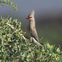Czepiga długosterna - Urocolius macrourus - Blue-naped Mousebird