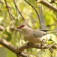 Czepiga długosterna - Urocolius macrourus - Blue-naped Mousebird