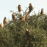 Czepiga rudawa - Colius striatus - Speckled Mousebird