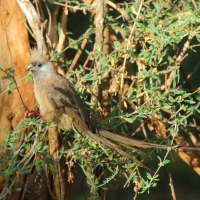 Czepiga rudawa - Colius striatus - Speckled Mousebird