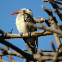 Toko senegalski - Tockus erythrorhynchus kempi - Western Red-billed Hornbill
