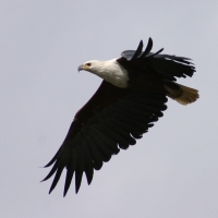 Bielik afrykański - Haliaeetus vocifer - African Fish Eagle