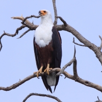 Bielik afrykański - Haliaeetus vocifer - African Fish Eagle