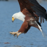 Bielik afrykański - Haliaeetus vocifer - African Fish Eagle