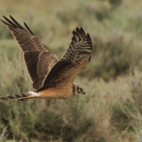 Błotniak stepowy - Circus macrourus - Pallid Harrier