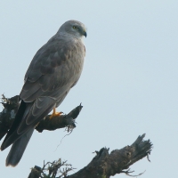Błotniak stepowy - Circus macrourus - Pallid Harrier