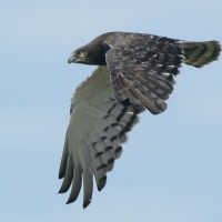 Gadożer białobrzuchy - Circaetus pectoralis - Black-chested Snake Eagle