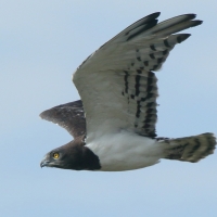 Gadożer białobrzuchy - Circaetus pectoralis - Black-chested Snake Eagle