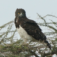 Gadożer białobrzuchy - Circaetus pectoralis - Black-chested Snake Eagle