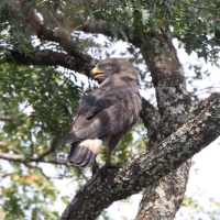 Gadożer białopręgi - Circaetus cinerascens - Western Banded Snake Eagle