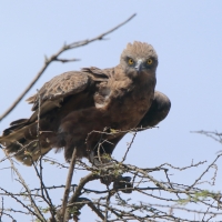 Gadożer brunatny - Circaetus cinereus - Brown Snake Eagle